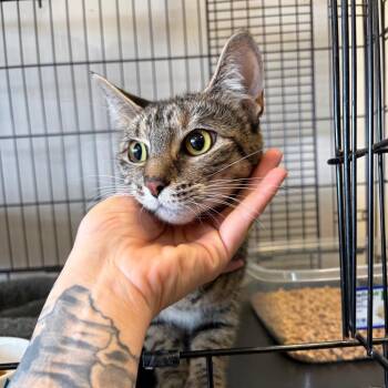 Domestic Short Hair Cats Available for Adoption - Solano | PetCurious