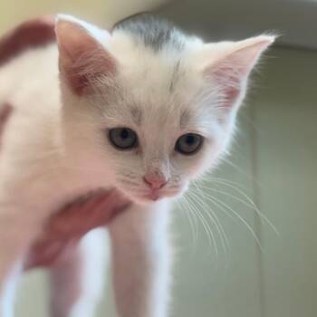 Tuck -  Domestic Short Hair Cat Available for Adoption in Mebane, North Carolina - Tuck | PetCurious