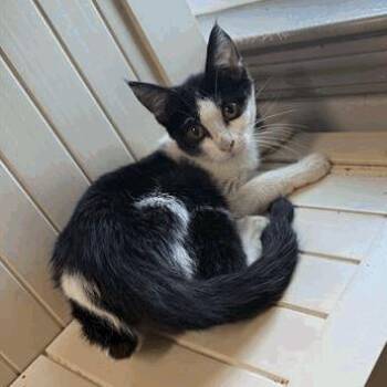 Carrie -  Domestic Medium Hair Cat for Adoption in New York, New York - Carrie | PetCurious