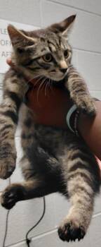 Zigzag -  Domestic Short Hair Cat for Adoption in Henderson, North Carolina - Zigzag | PetCurious