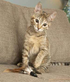 Rescue Torbie Cats for Adoption in Chicago, Illinois - Angelica | PetCurious