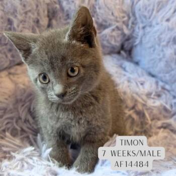 Timon -  Domestic Short Hair Cat Available for Adoption - Timon | PetCurious
