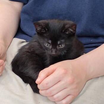 Abel -  Domestic Short Hair Cat for Adoption in Fairport, New York - Abel | PetCurious