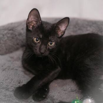Rescue Domestic Short Hair Cats for Adoption in St. Augustine, Florida - Jet | PetCurious