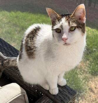 Domestic Short Hair Cats Available for Adoption in Charlotte, North Carolina - Meleys | PetCurious