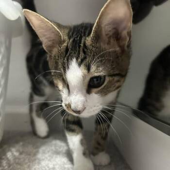 Brighton -  Domestic Short Hair Cat for Adoption in Sandy Springs, Georgia - Brighton | PetCurious