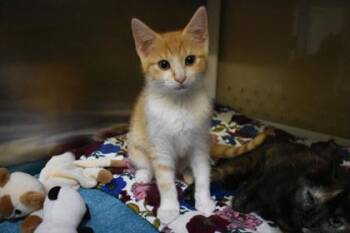 Bobby -  Domestic Short Hair Cat for Adoption in Kansas City, Missouri - Bobby | PetCurious
