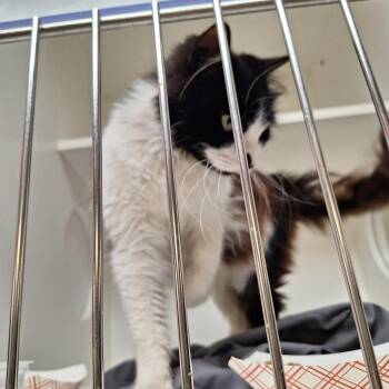 Talula Tai -  Domestic Medium Hair Cat for Adoption in Philadelphia, Pennsylvania - Talula Tai | PetCurious