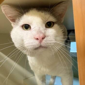 Frankenstein -  Domestic Short Hair Cat for Adoption in Prince Frederick, Maryland - Frankenstein | PetCurious