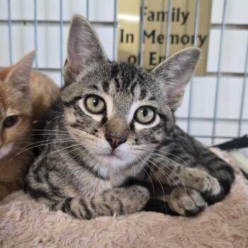 Carl LR7 -  Domestic Short Hair Cat for Adoption in Union, Missouri - Carl LR7 | PetCurious