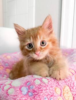 Archie -  Domestic Long Hair Cat for Adoption in Denver, Colorado - Archie | PetCurious