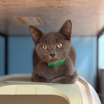 Greyson -  Domestic Short Hair Cat for Adoption in Columbus, Georgia - Greyson | PetCurious