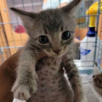 Meow -  Domestic Medium Hair and Domestic Short Hair Cat for Adoption in Westland, Michigan - Meow | PetCurious