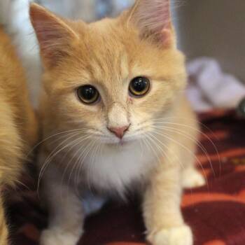 Domestic Medium Hair Cats Available for Adoption in Gloucester, Virginia - Kevin The Third | PetCurious