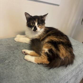 Calico Cats Available for Adoption in Whittier, California - Patches | PetCurious