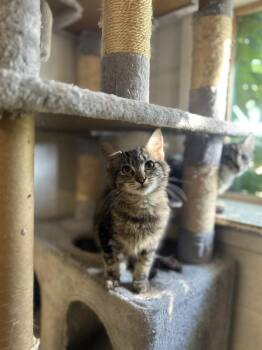 Domestic Short Hair Cats Available for Adoption - Kacey | PetCurious