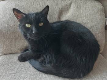 Domestic Short Hair Cats Available for Adoption - Robbie | PetCurious
