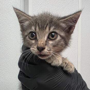 Nana -  Domestic Short Hair Cat for Adoption in Abilene, Texas - Nana | PetCurious