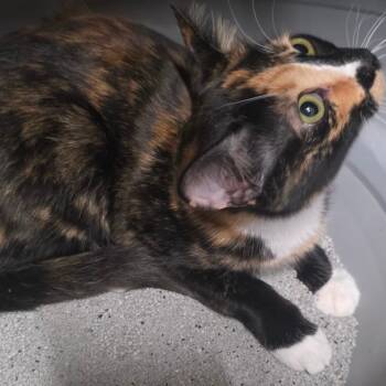 Shadow -  Domestic Short Hair Cat for Adoption in Kansas City, Missouri - Shadow | PetCurious