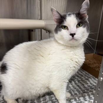 Katz -  Domestic Short Hair Cat for Adoption in Newark, New Jersey - Katz | PetCurious