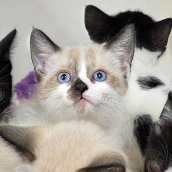 Patches -  Domestic Short Hair Cat for Adoption in Phoenix, Arizona - Patches | PetCurious