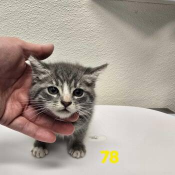 Qusa -  Domestic Short Hair Cat for Adoption in Los Angeles, California - Qusa | PetCurious