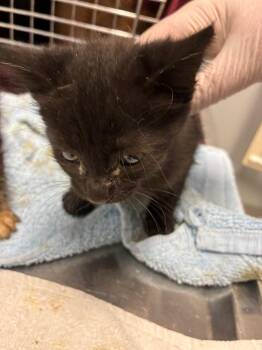Gale -  Domestic Short Hair Cat for Adoption in Bloomington, Indiana - Gale | PetCurious
