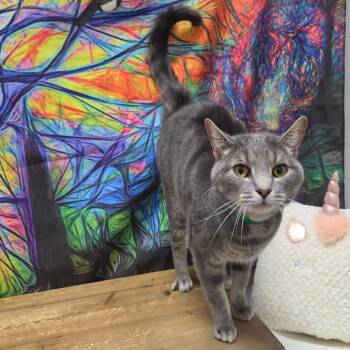 Pierson -  Domestic Short Hair Cat for Adoption in Normal, Illinois - Pierson | PetCurious