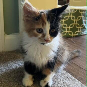 Domestic Long Hair and Calico Cats Available for Adoption in Wyandotte, Michigan - Calico Beans | PetCurious