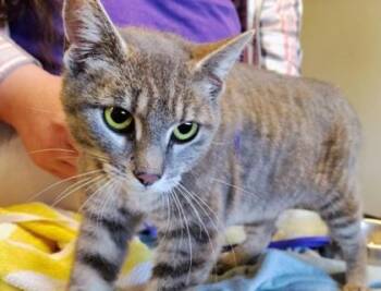 Domestic Short Hair Cats Available for Adoption in Kansas City, Missouri - Lyra | PetCurious
