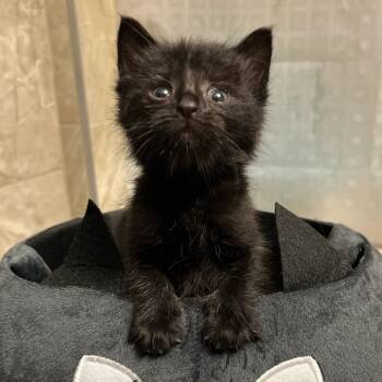 Rescue Domestic Short Hair Cats for Adoption in Troy, Illinois - Benny | PetCurious