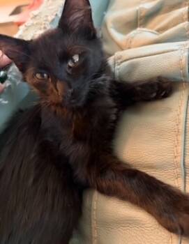 Rescue Domestic Short Hair Cats for Adoption in Folsom, California - Peyton | PetCurious