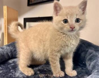 CHEERIO -  Domestic Short Hair Cat for Adoption in Colorado Springs, Colorado - CHEERIO | PetCurious