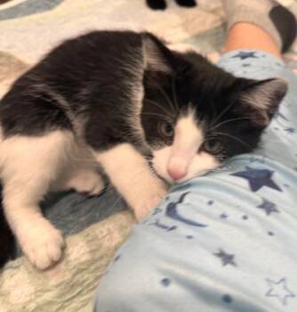 Wilbur -  Domestic Short Hair Cat for Adoption in Mokena, Illinois - Wilbur | PetCurious
