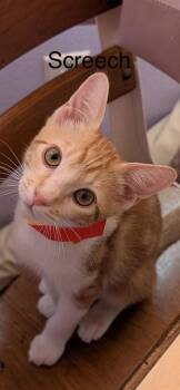 Screech -  Domestic Short Hair Cat for Adoption in Phoenix, Arizona - Screech | PetCurious