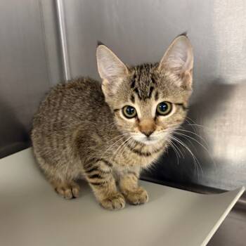 Rescue Domestic Short Hair Cats for Adoption in Tulsa, Oklahoma - Apple | PetCurious