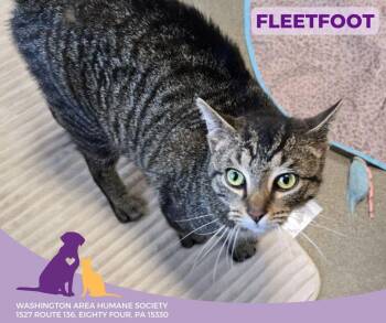 Rescue Domestic Short Hair Cats for Adoption in Eighty Four, Pennsylvania - Fleetfoot | PetCurious
