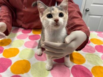 Domestic Short Hair Cats Available for Adoption in Raleigh, North Carolina - Mirabelle | PetCurious
