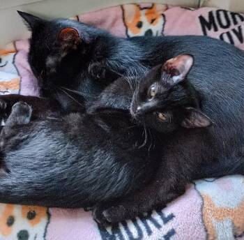 Rescue Domestic Short Hair Cats for Adoption in New Berlin, Wisconsin - Mystic (f) And Olivia (f) | PetCurious