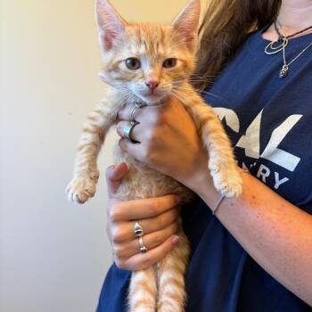 Otto -  Domestic Short Hair Cat for Adoption in Morristown, Vermont - Otto | PetCurious