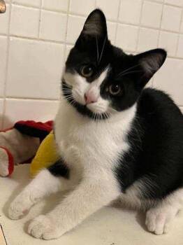 Rescue Tuxedo Cats for Adoption in Midland, Michigan - Paulie | PetCurious