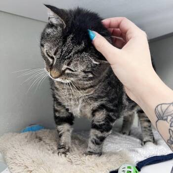 Rescue Domestic Short Hair Cats for Adoption in Amsterdam, New York - Youyu | PetCurious