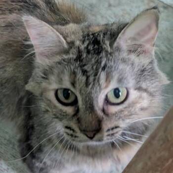 Martha Washington -  Domestic Medium Hair Cat for Adoption in Rochester, Minnesota - Martha Washington | PetCurious