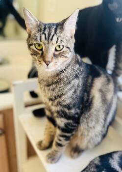 Neroli -  Domestic Short Hair Cat for Adoption in Richmond, Virginia - Neroli | PetCurious