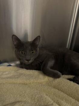 Wybie -  Domestic Short Hair Cat for Adoption in Roseville, California - Wybie | PetCurious
