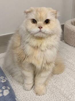 Helen -  Scottish Fold Cat for Adoption in Snow Hill, Maryland - Helen | PetCurious