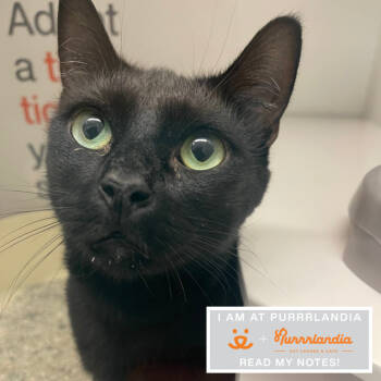 Rescue Domestic Short Hair Cats for Adoption in Los Angeles, California - Boba Fett | PetCurious