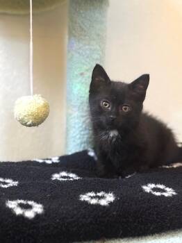 Rescue Domestic Short Hair Cats for Adoption in Ottawa Hills, Ohio - Sparky | PetCurious