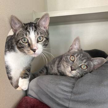 Acadia & Yosemite -  Domestic Short Hair Cat for Adoption in Eatontown, New Jersey - Acadia & Yosemite | PetCurious