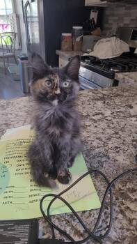 SUNTAN -  Tortoiseshell and Domestic Long Hair Cat for Adoption in Escalon, California - SUNTAN | PetCurious
